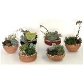 Cactus and Succulent Garden - 8" - Assorted