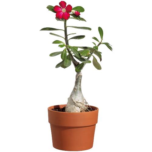 Plante En Pot Fleur Rouge Desert Rose