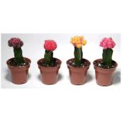 Grafted Cactus - 2 1/2" - Assorted