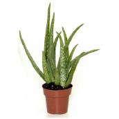 Aloe Vera - 4'' Grower Pot