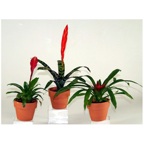 Bromeliad - Assorted