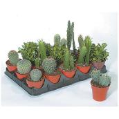 Assorted Cactus and Succulent - 4'' Grower Pot