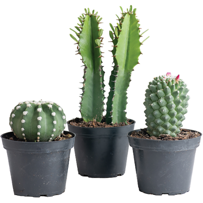 Assorted Cactus and Succulent - 4'' Grower Pot