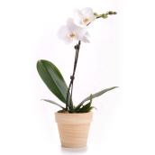 Phalaenopsis - 4" Clay Pot - Assorted