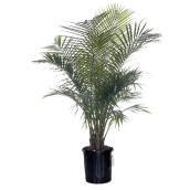 Majesty Palm - 10-in Pot