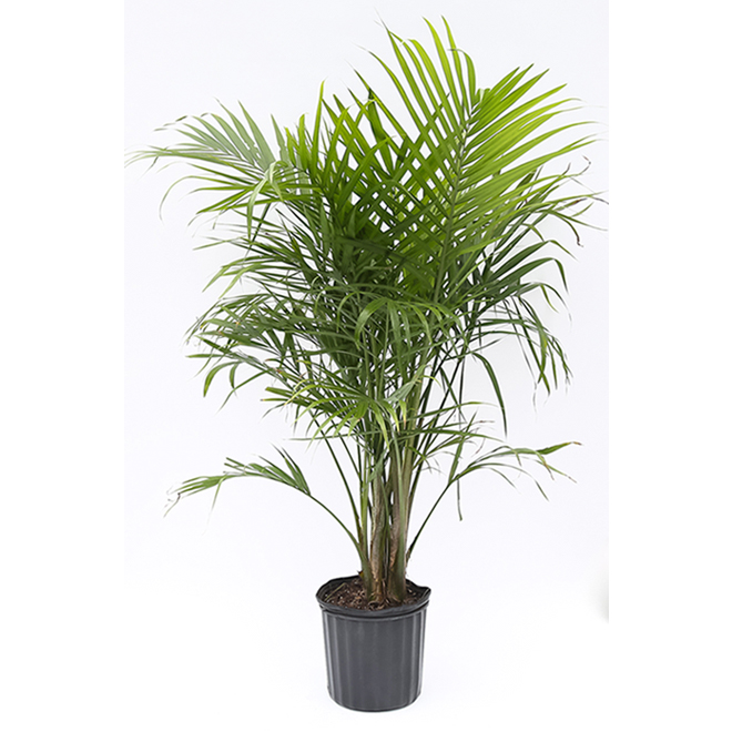 Costa Nursery 10-in Pot Majesty Palm Tree