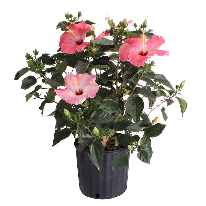 Tropical hibiscus - Rosa-sinensis - 10" - Red - Assorted