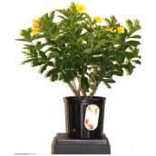 Buisson grimpant Allamanda, pot de 10 po, assorti