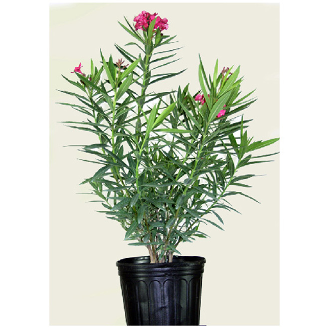 Costa Nursery - Oleander Shrub - Oleander - 10'' - Assorted Colors
