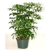 Arboricola Bush - 6'' Grower Pot