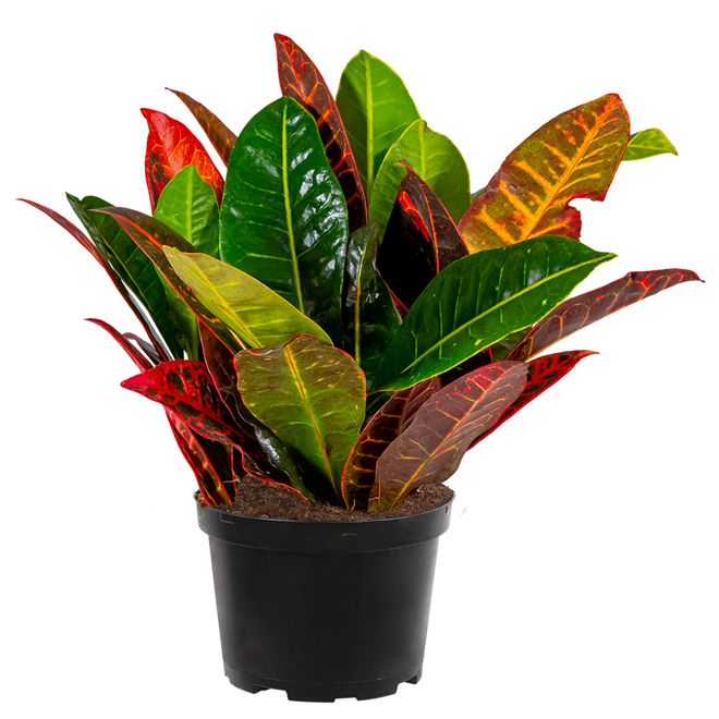 COSTA NURSERY Assorted Croton 6'' Grower Pot CRO06LOOSE RONA
