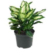 Costa Nursery Assorted Indoor Plant - 6-in Grower Pot