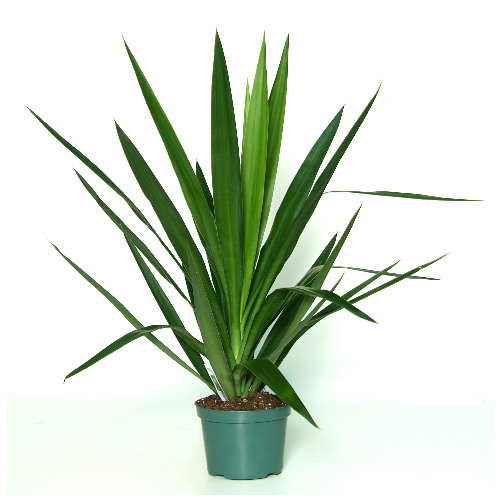 Yucca Tip - 6'' Pot