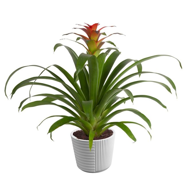 Plants - Bromeliad - Assorted