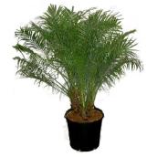 Palmier Phoenix Roebellini, pot de culture de 14''