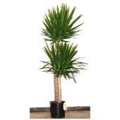 Interior Plant Yucca Cane 12-in