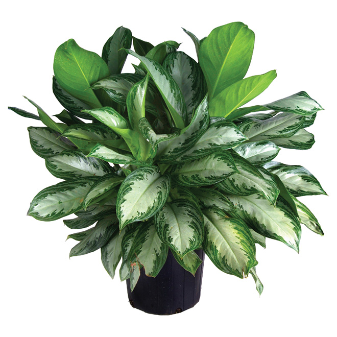 Aglaonema Silver - Assorted