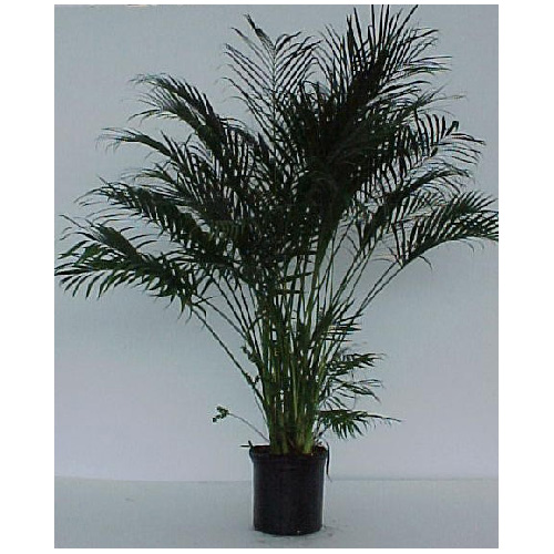 Cataractarium Palm, 12"