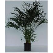 Cataractarium Palm, 12"