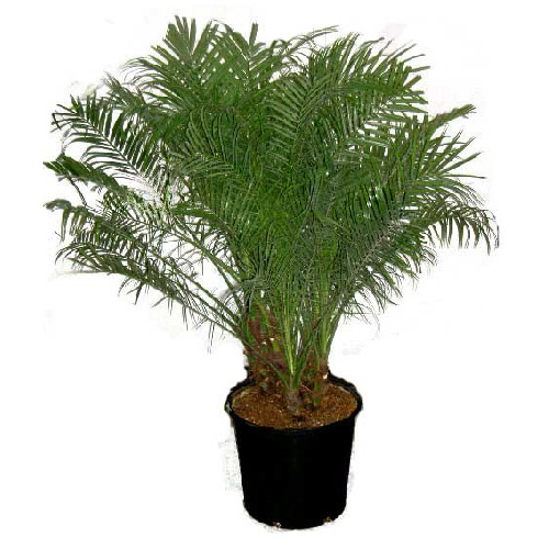 Tropical Plant Phoenix Roebellini 12-in