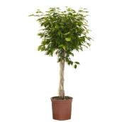 Ficus Benjamina