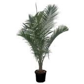 Interior ou Exterior Majesty Palm Tree 12-in