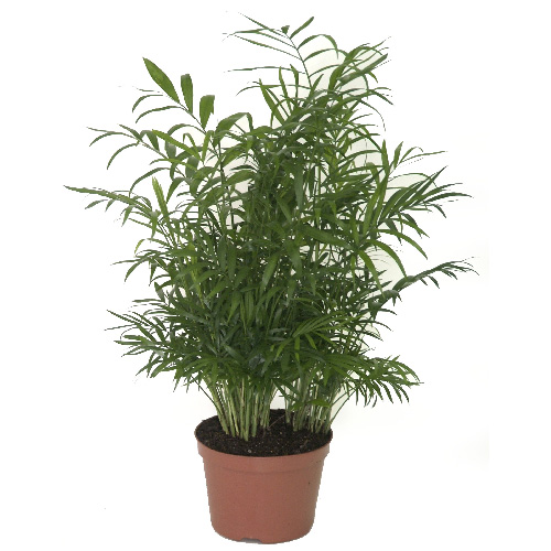 COSTA NURSERY Neanthe Bella Palm- 7'' Growing Pot NP07-LOOSE | RONA