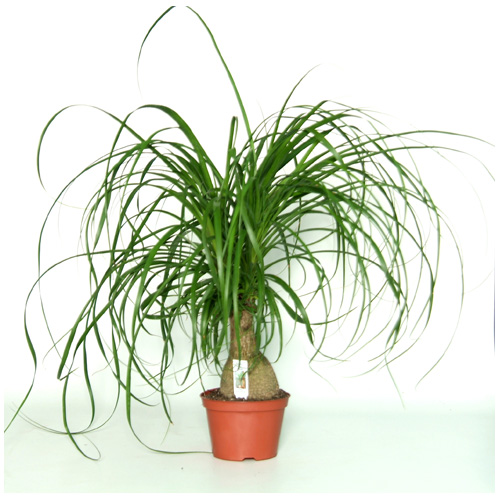 COSTA NURSERY Ponytail Palm 7'' Growing Pot PTMT7LOOSE RONA