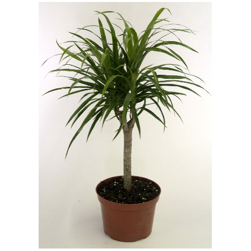 COSTA NURSERY Anita Standard 7in Grower Pot ANS7LOOSE RONA