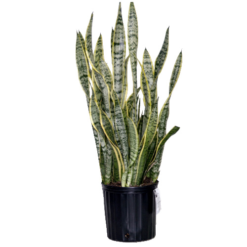 Sansevieria Assorted 10-in