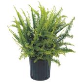 Plants - "Kimberly" Fern - Assorted