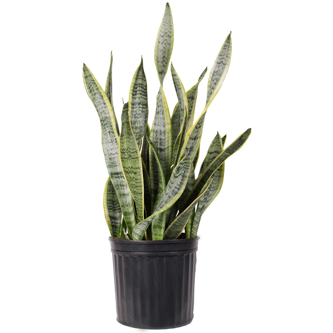 Sanseveria Zeylanica