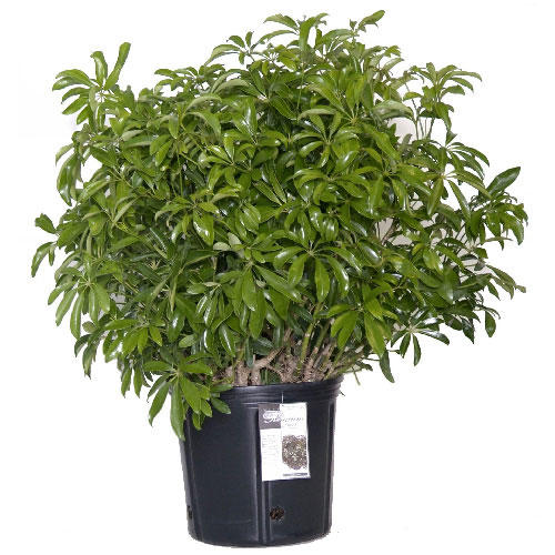 COSTA NURSERY Plants - Arboricola Bush AB10-LOOSE | RONA