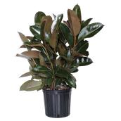 Ficus Burgandy Rubber Plant 10 in
