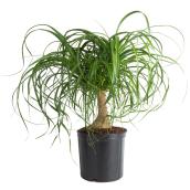 Plants - "Ponytail" Palm