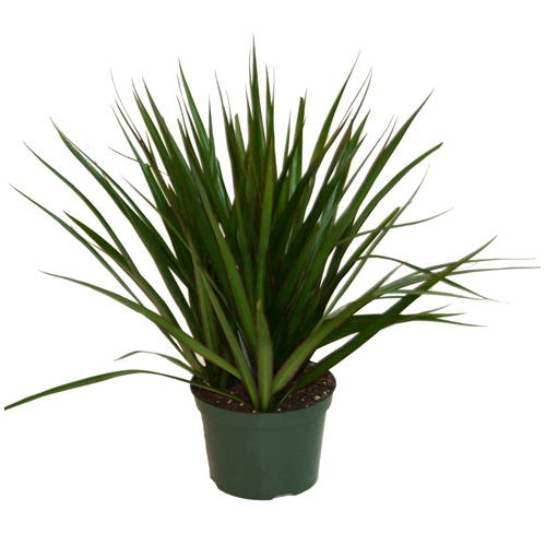 Plants - "Marginata" Bush - Assorted