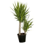 Plants - "Yucca Cane" Shrub