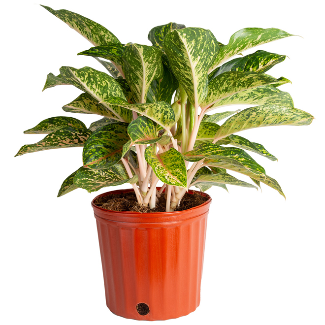 Interior Plant Aglaonema 10-in