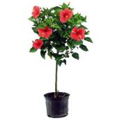 Hibiscus sur tige