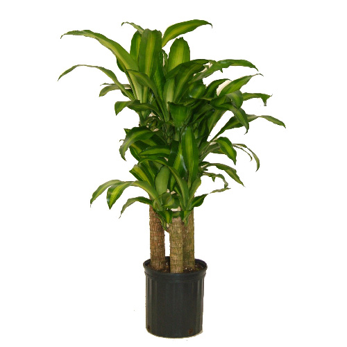 interior Plant Mass Cane 10-in