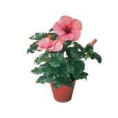 Hibiscus "China Rose" - Assorted