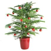 Decorative Norfolk Pine - 6-in