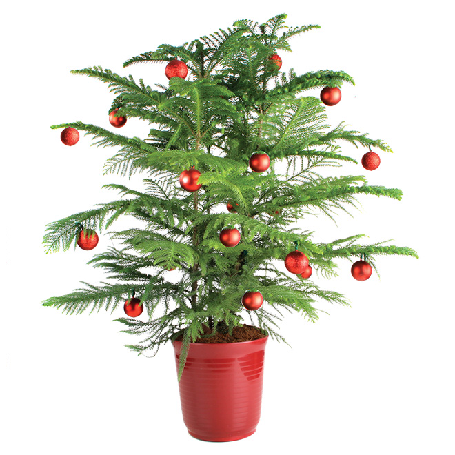 Norfolk Decorative Pine - 10-in