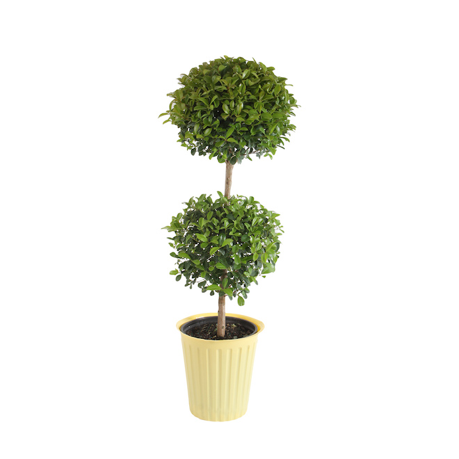 Eugenia Topiary - Assorted