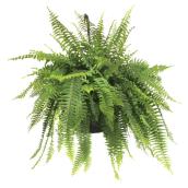 Boston Fern