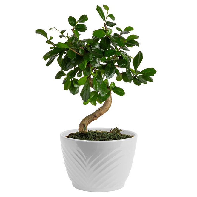 Small Bonsai - Assorted