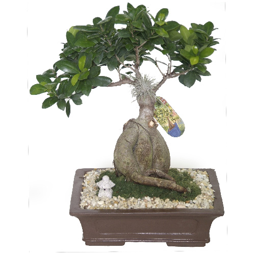COSTA NURSERY Assorted Bonsai Large BD11PACK3 RONA