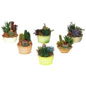 Cacti Garden - Assorted