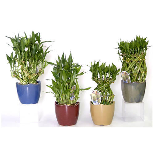 COSTA NURSERY Braided Bamboo 5'' Ceramic Pot Assorted LBLPACK6 RONA