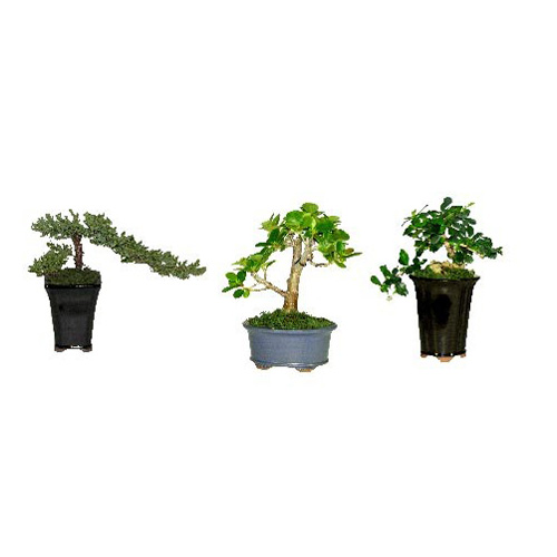 Mini Bonsai assorti